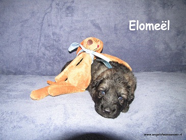 Elomeël, grauwe ODH pup, 3 weken jong